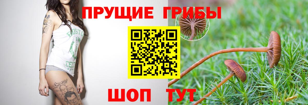Тавда  Псилоцибиновые грибы Magic Shrooms  Псилоцибиновые грибы Psilocybine cubensis  Вход с VPN 